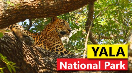 Yala National Park