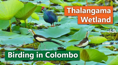 Thalangama Wetland – Birding in Colombo